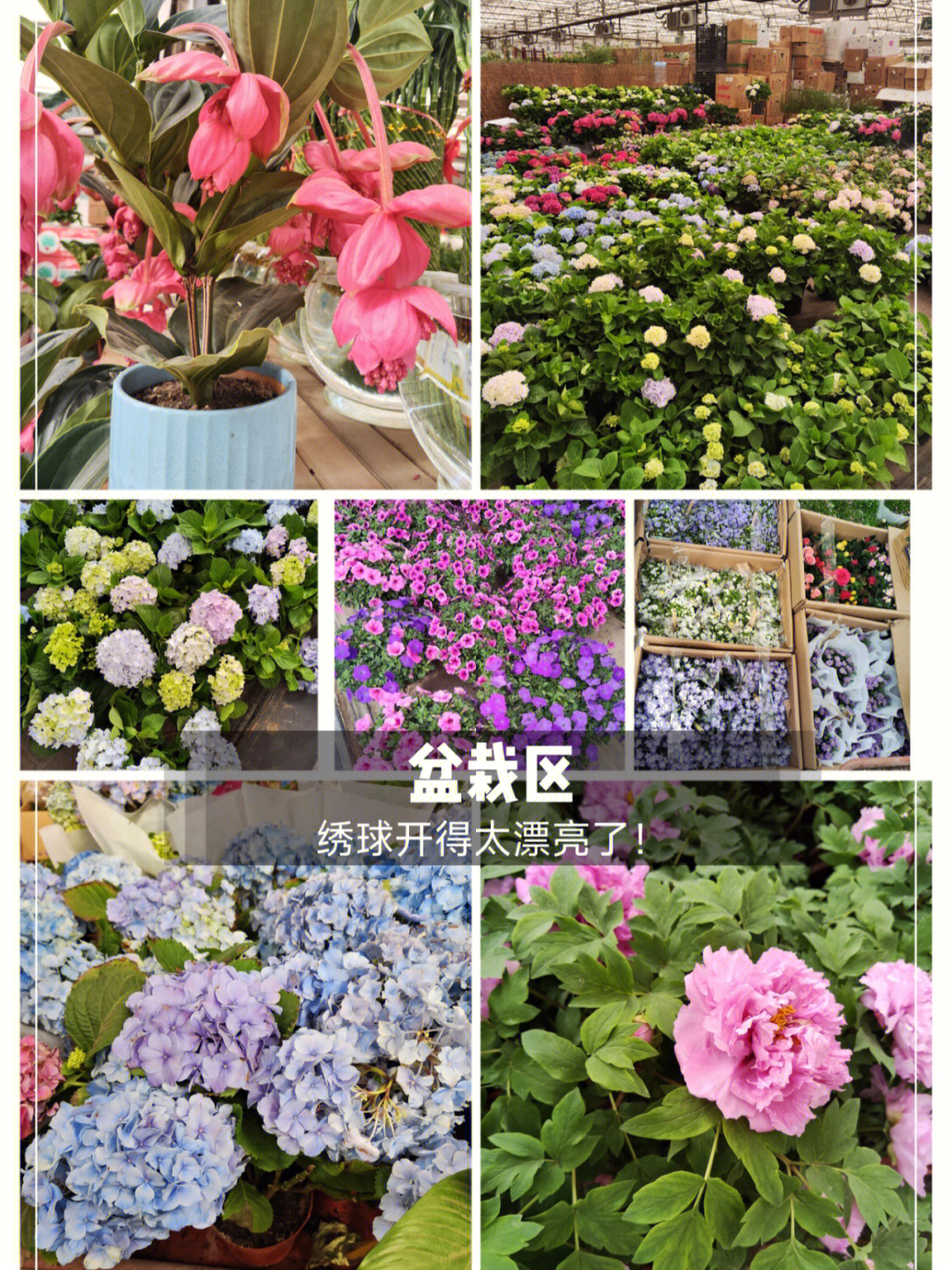 郑州双桥花卉基地地址图片