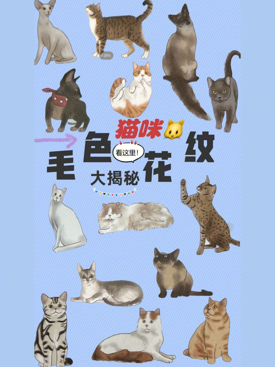 猫咪毛色花纹大揭秘猫品种鉴别73