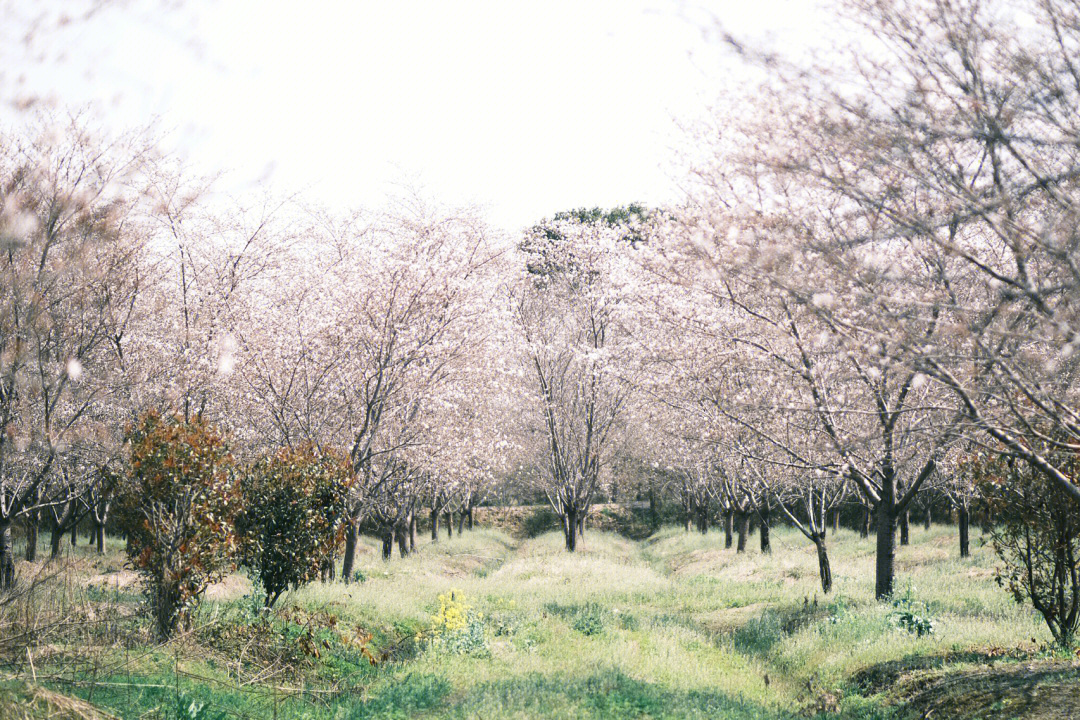 良渚文化村樱花林图片