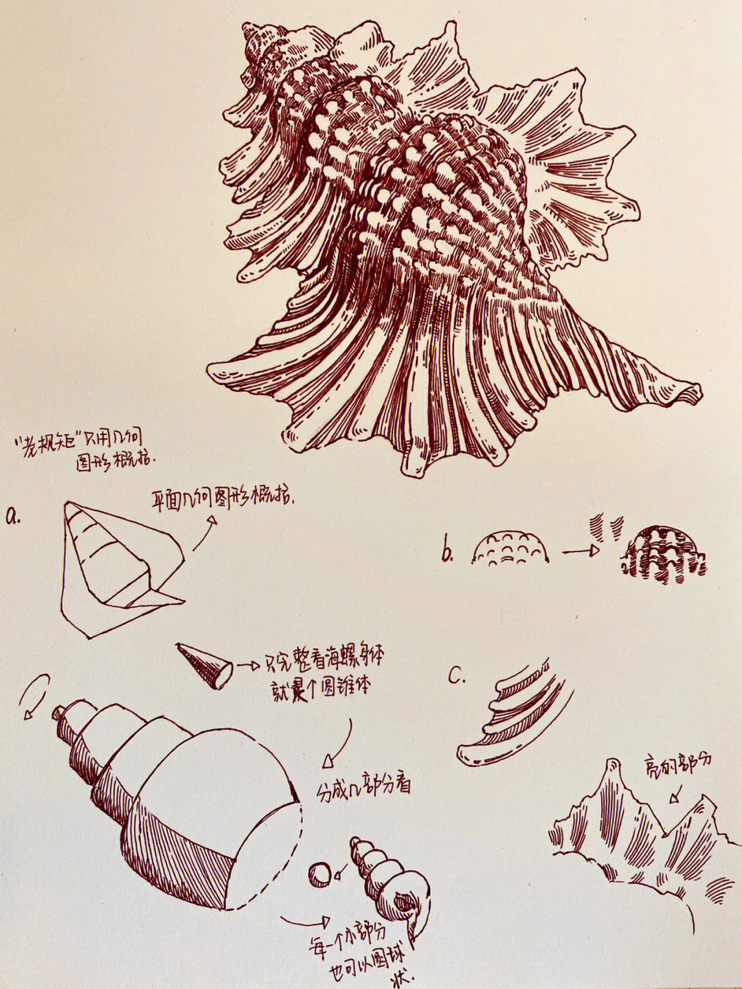 速写分享海螺结构多图可参考