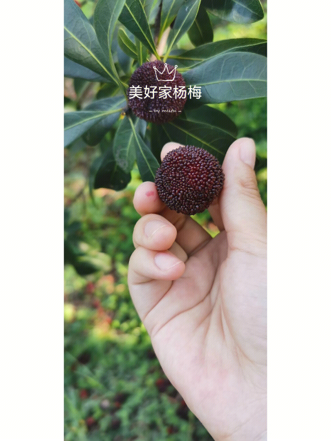 慈溪杨梅团宝图片