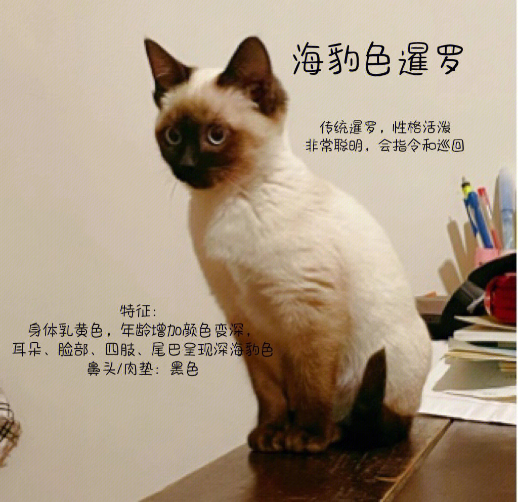 虎斑暹罗猫 价钱图片