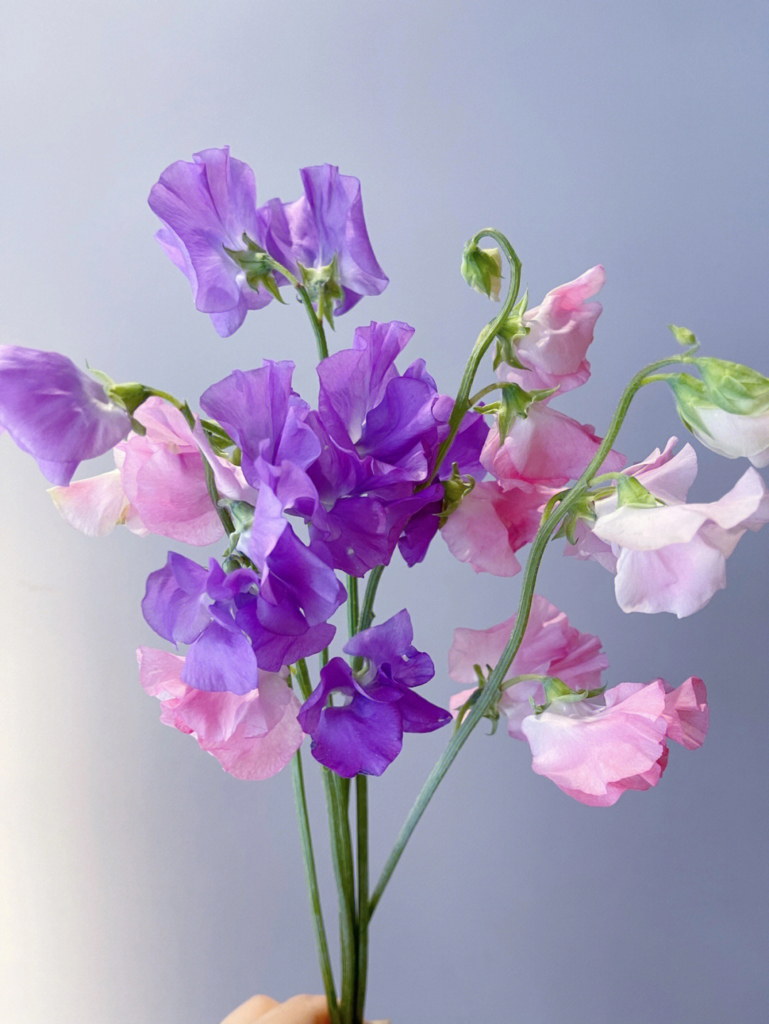 【day138】香豌豆花花言花语:甜蜜的回忆养护花期:一周左右上市季节