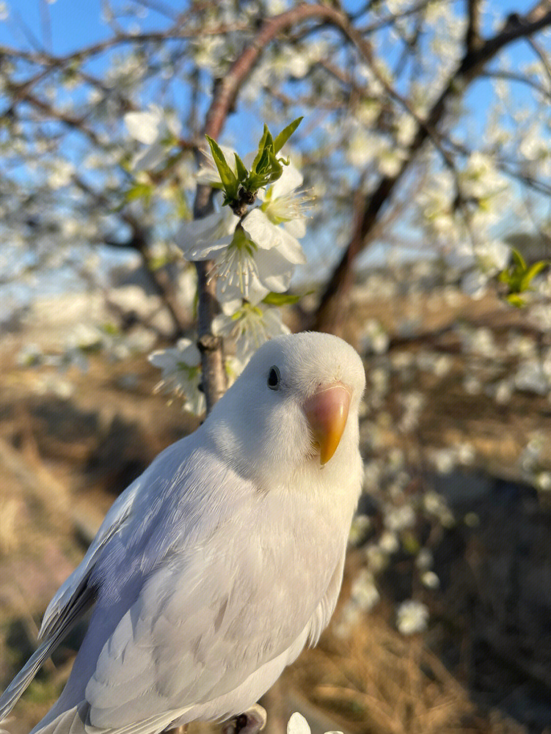 蓝桃鹦鹉图片