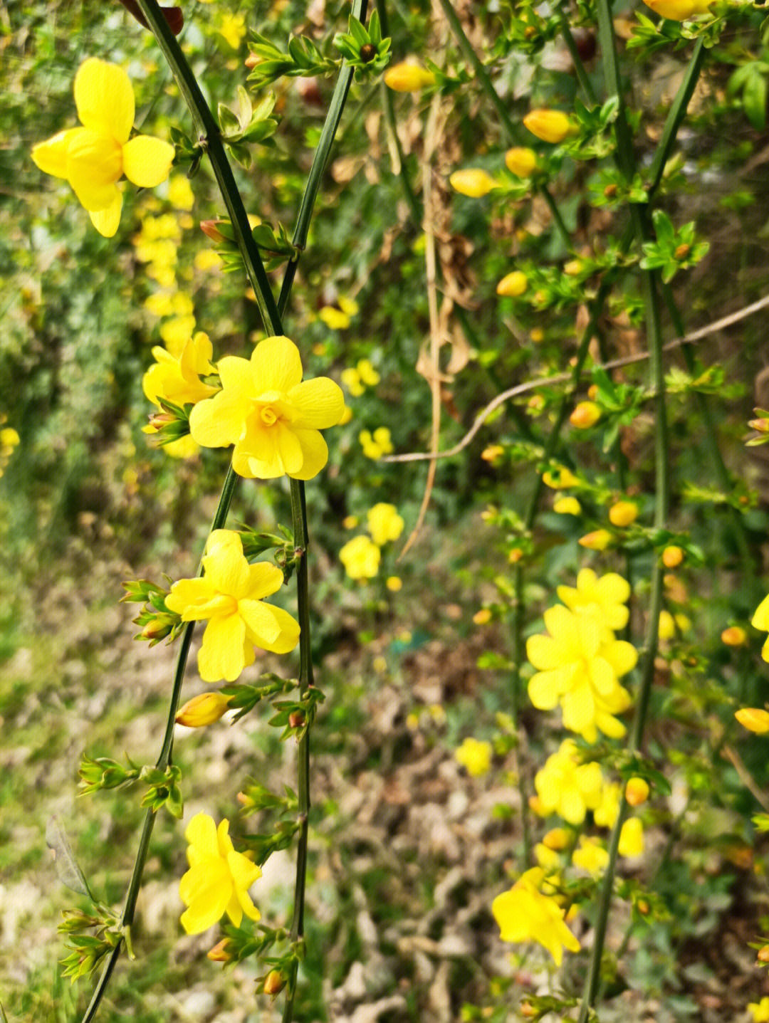 迎春花