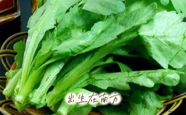 食物营养茼蒿皇帝菜