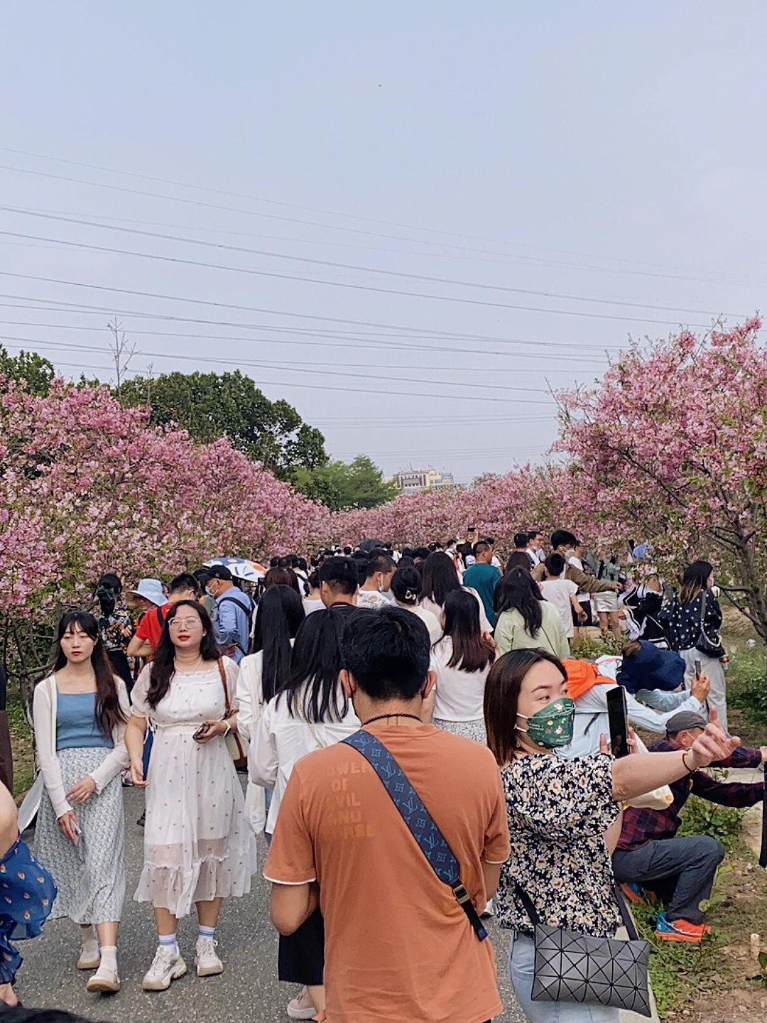 2021海珠湿地樱花节图片