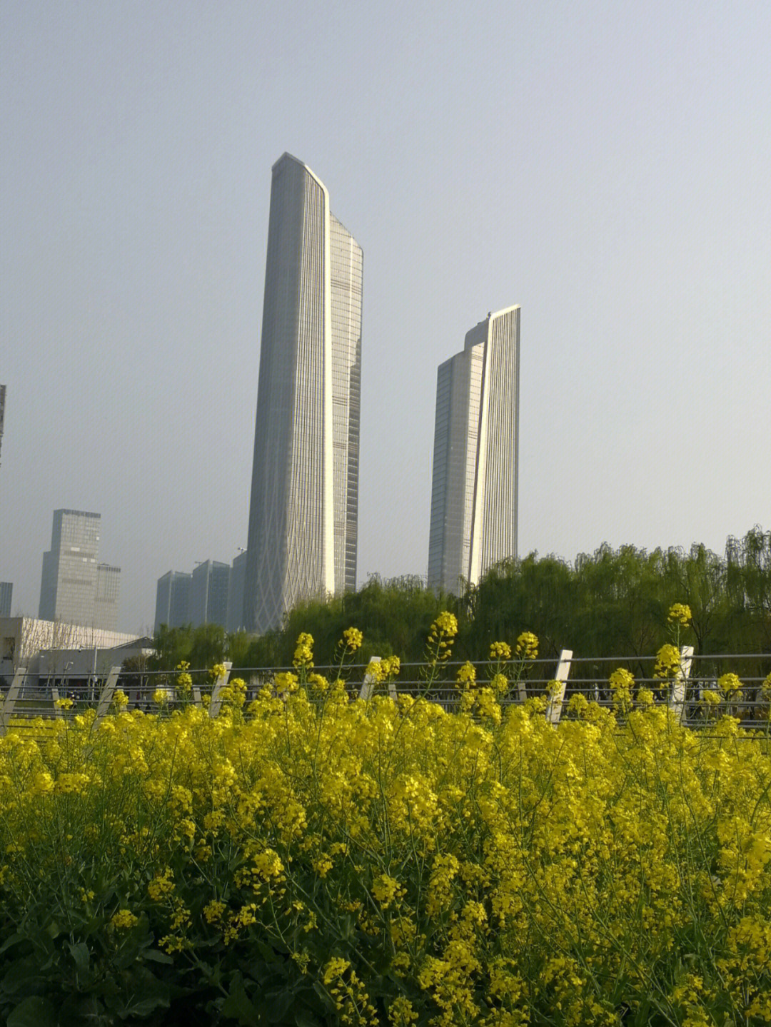 南京油菜花景点在哪里图片