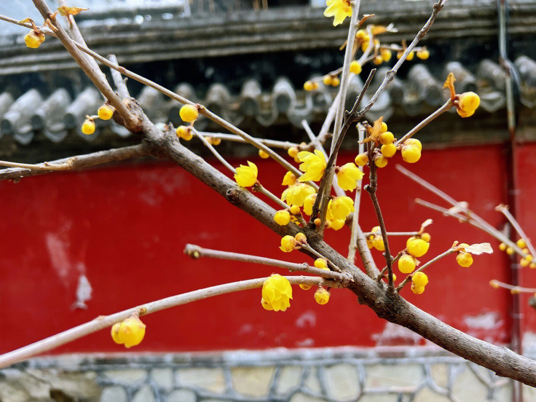 立春赏花看腊梅,大老远来到了北京植物园,卧佛寺里的黄腊梅正是初来的