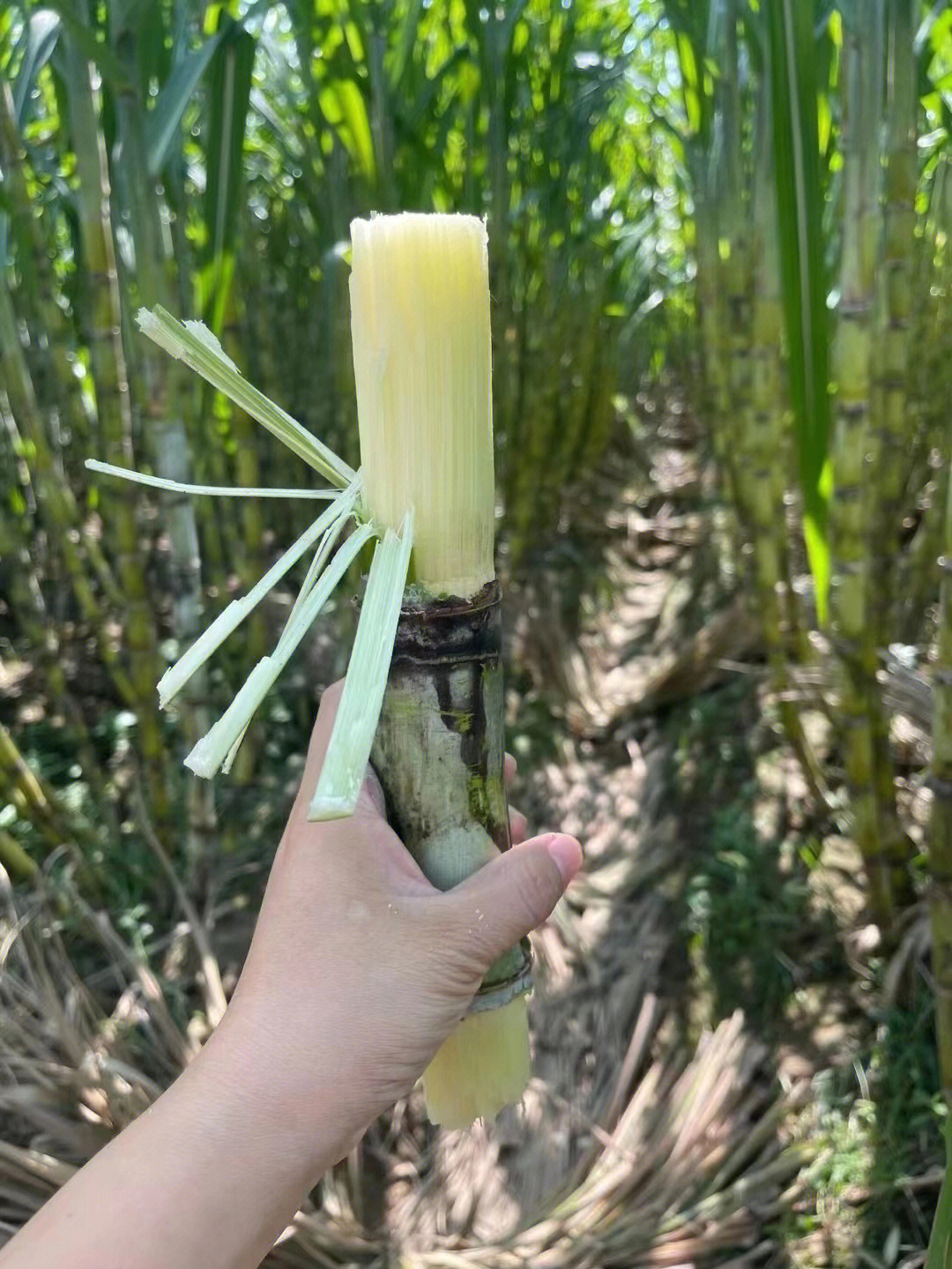 蔗皮薄汁多,清脆爽口一口咬下,再嚼一嚼松软的果肉就化成清甜汁水甜到