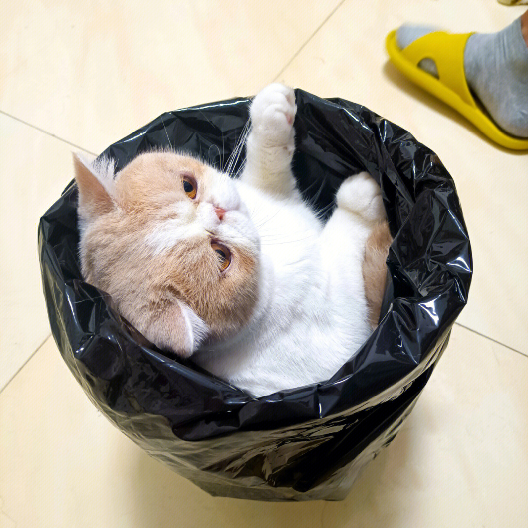 垃圾桶探头表情包猫图片