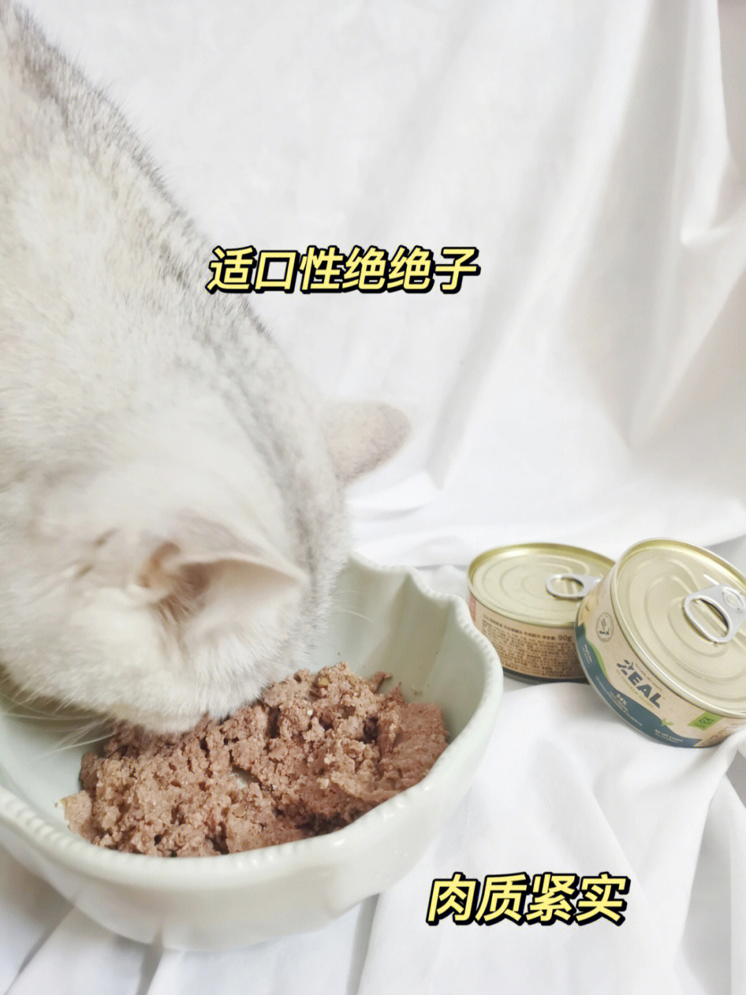 小猫咪也要丰富化饮食78