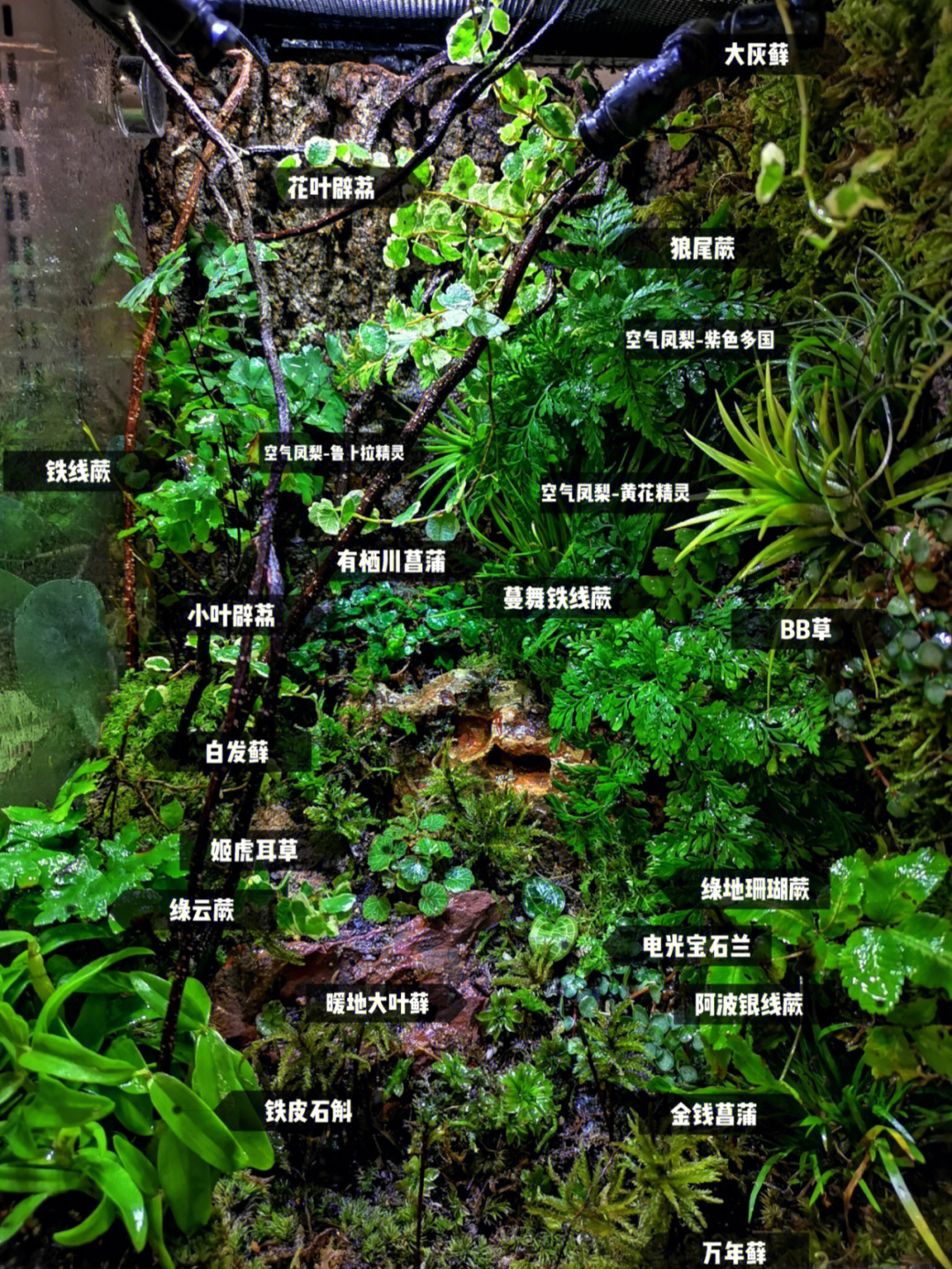 初学者雨林缸造景教程图片