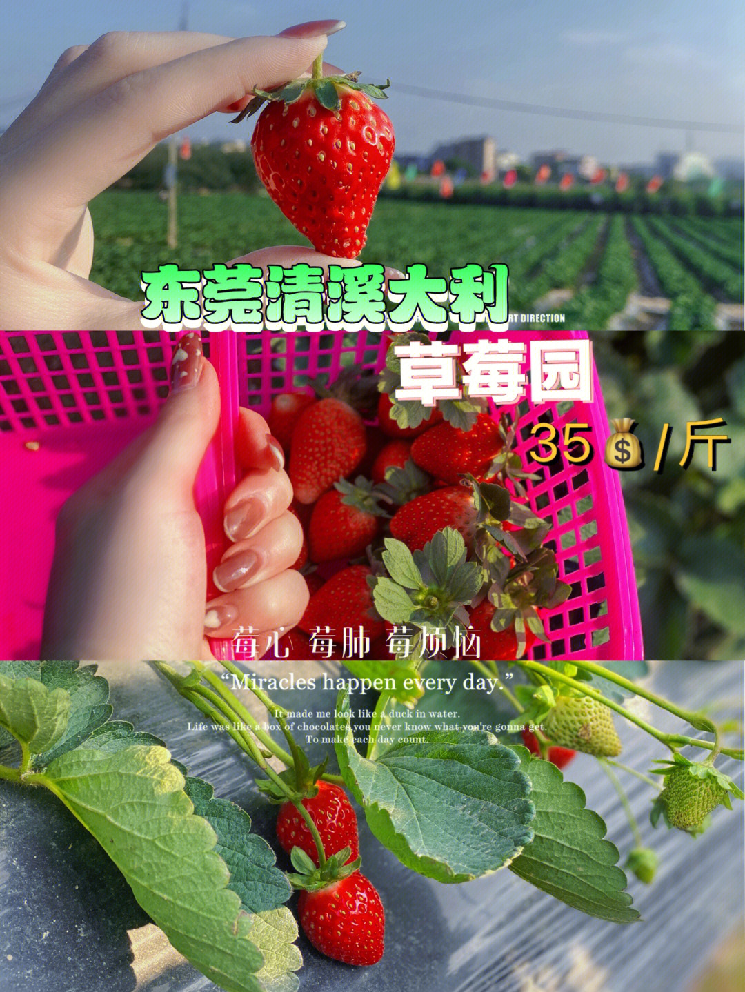 深圳草莓园采摘时间图片