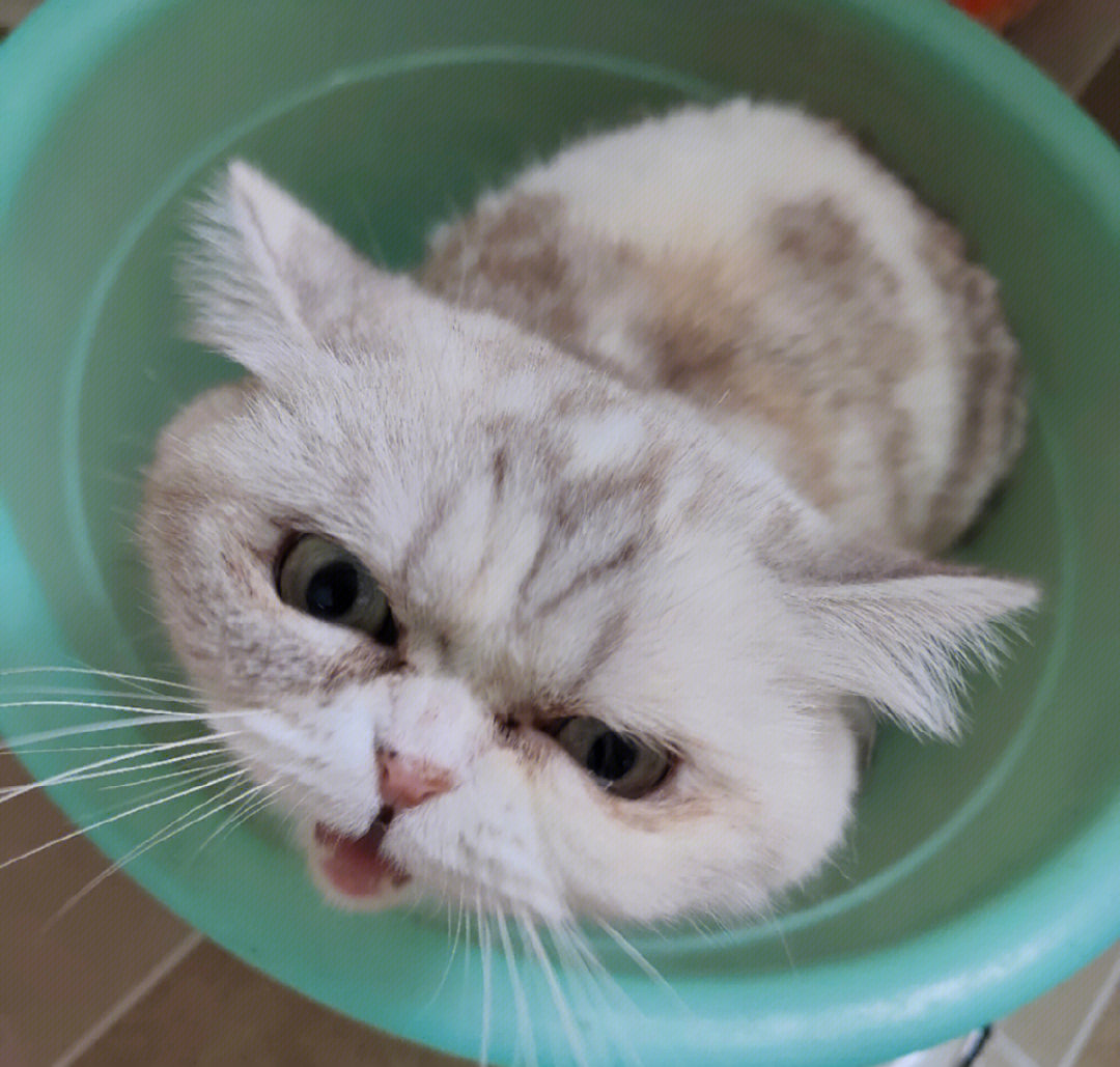 大家一般多久给猫洗澡呢