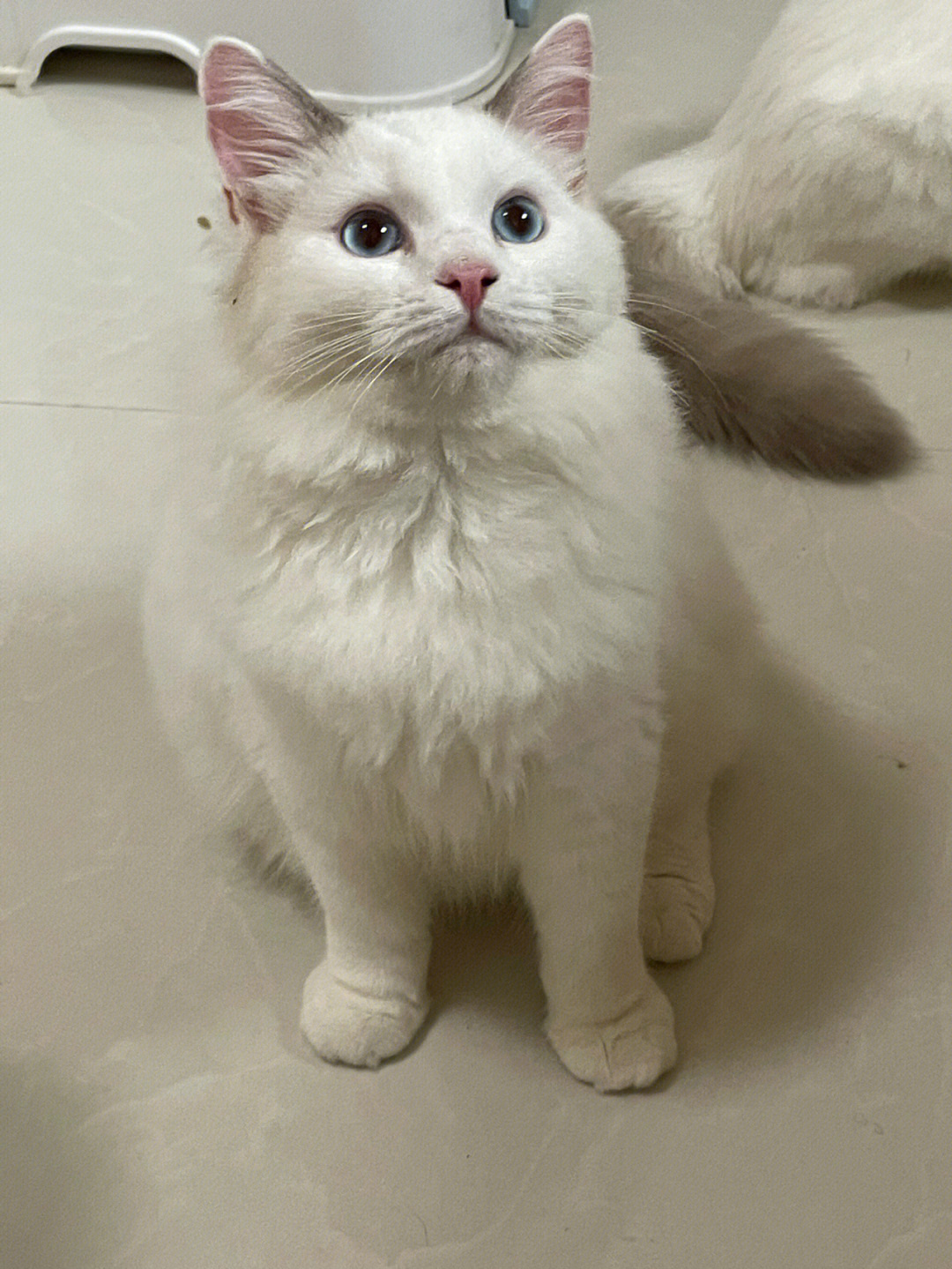 梵色布偶猫白耳图片