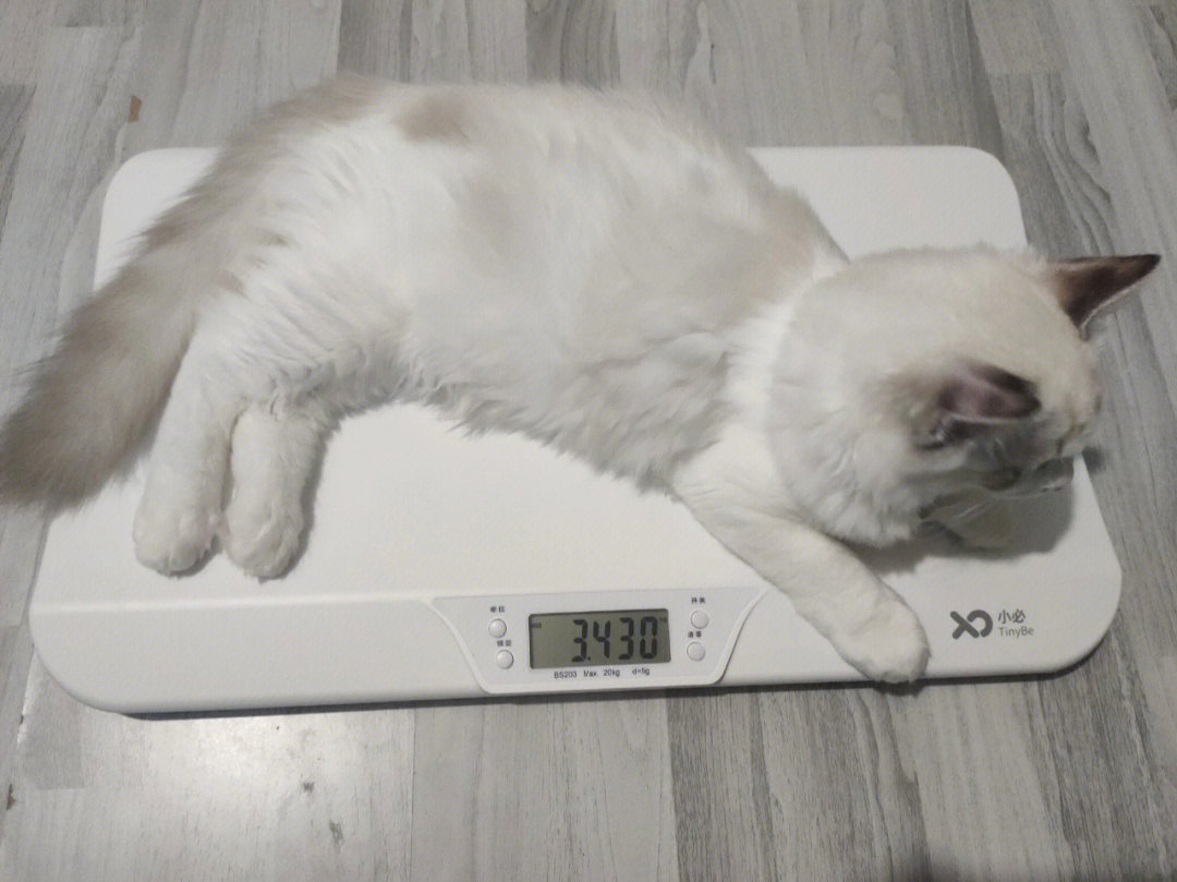 猫咪标准体重对照表图片