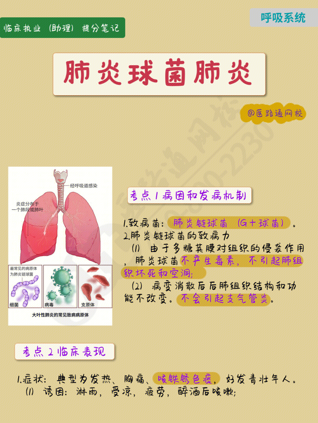 肺炎双球菌荚膜特点图片