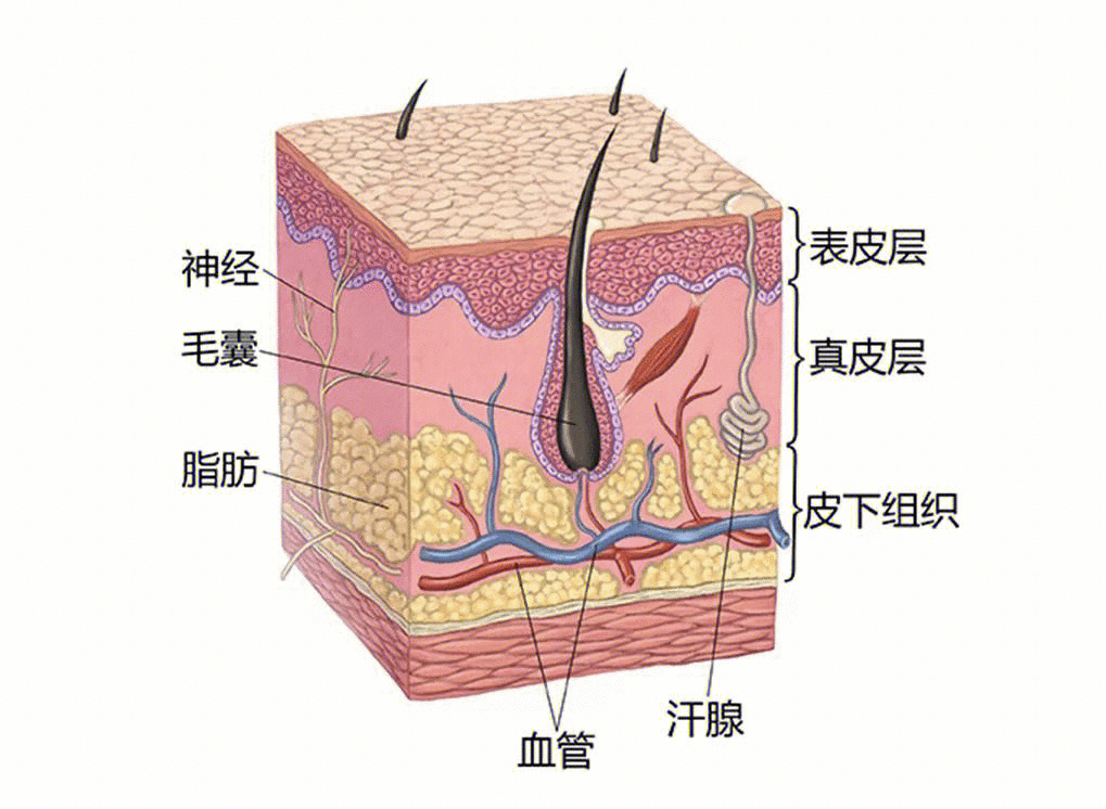 皮肤分层结构图高清图片