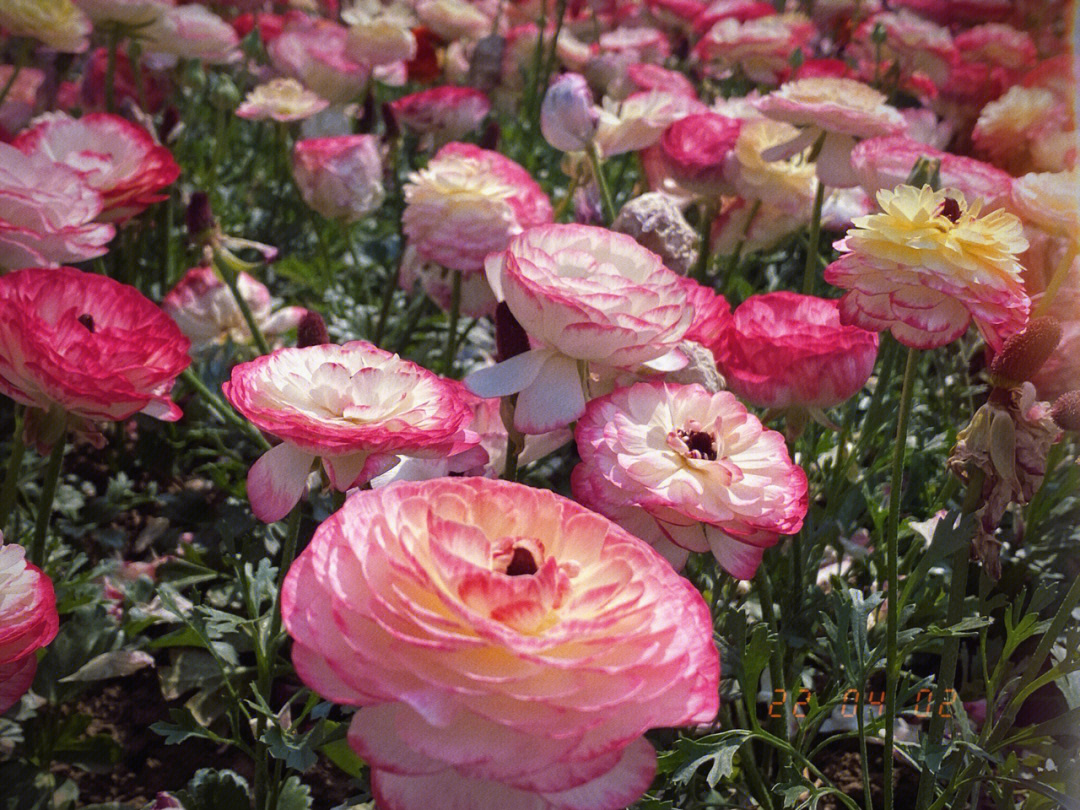 茛苕花语图片