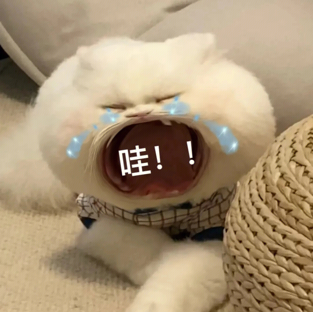 可爱猫猫表情包