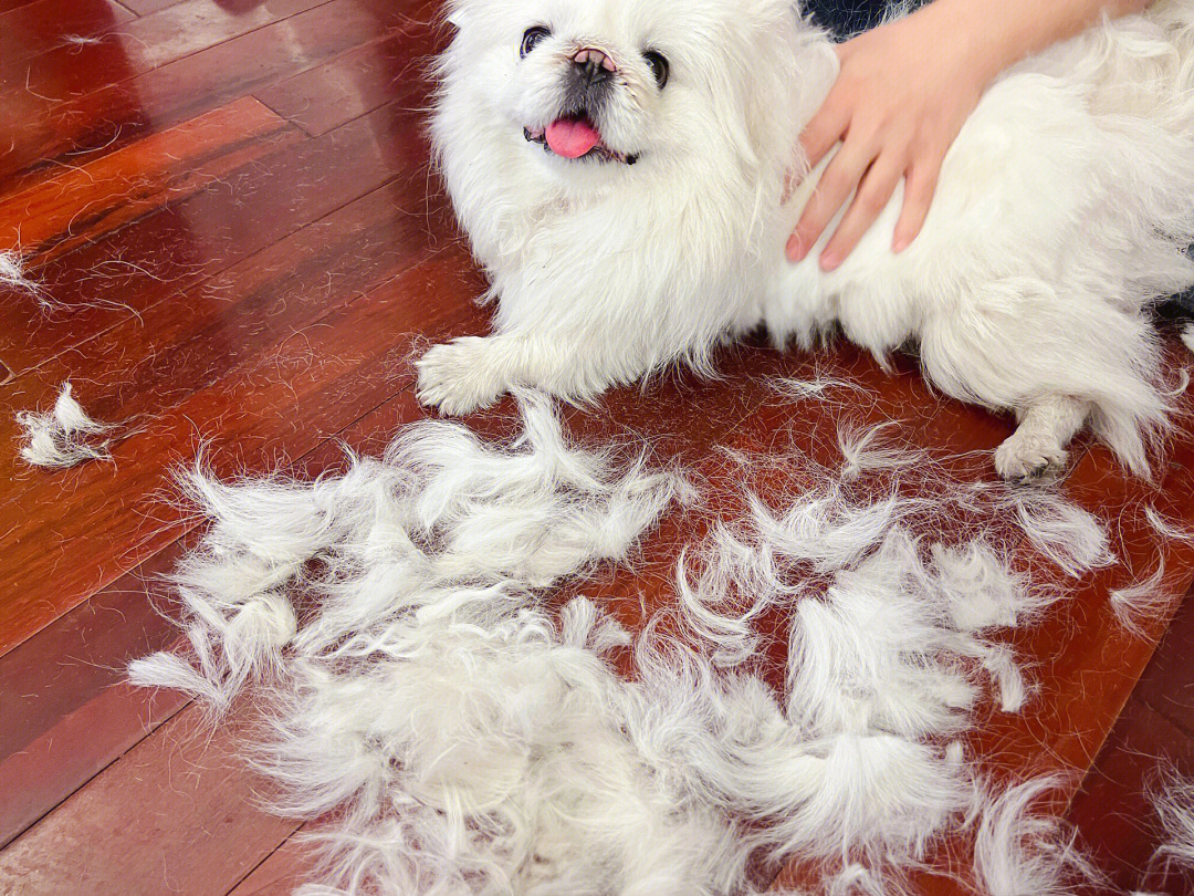 开开心心剪毛毛然后变成了狗啃的小狗