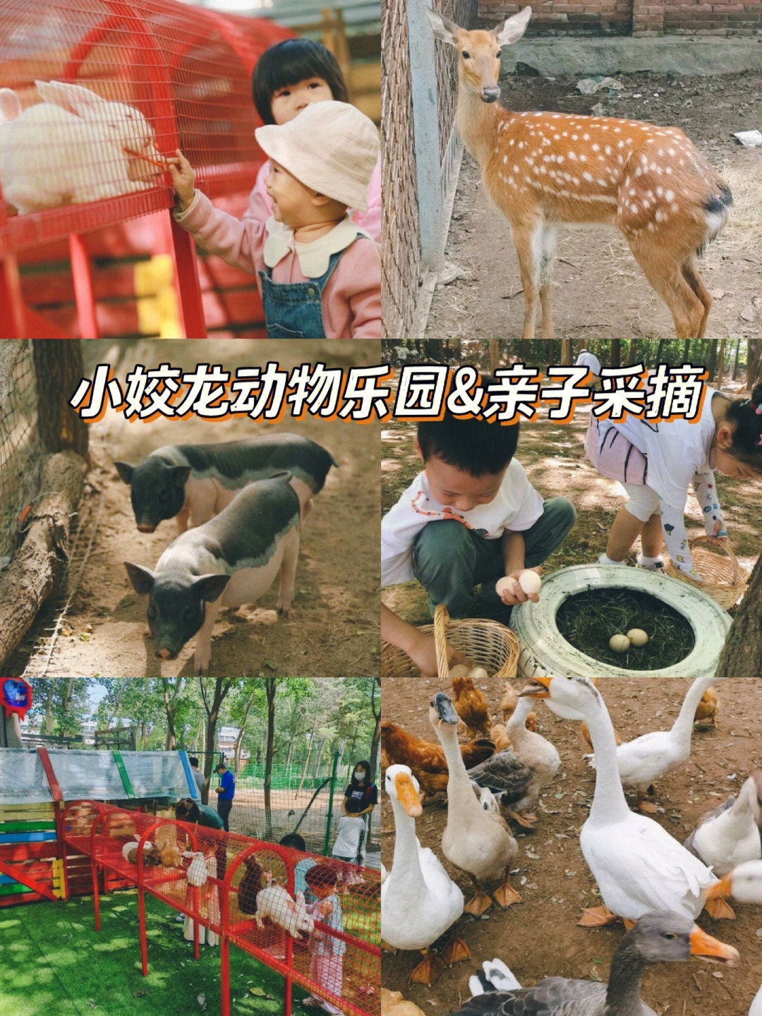 盛京荟亲子动物乐园图片