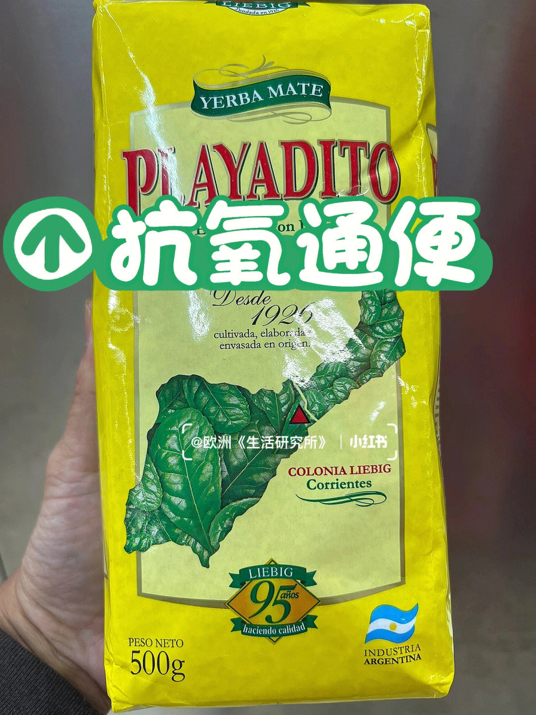 马黛茶品种图片