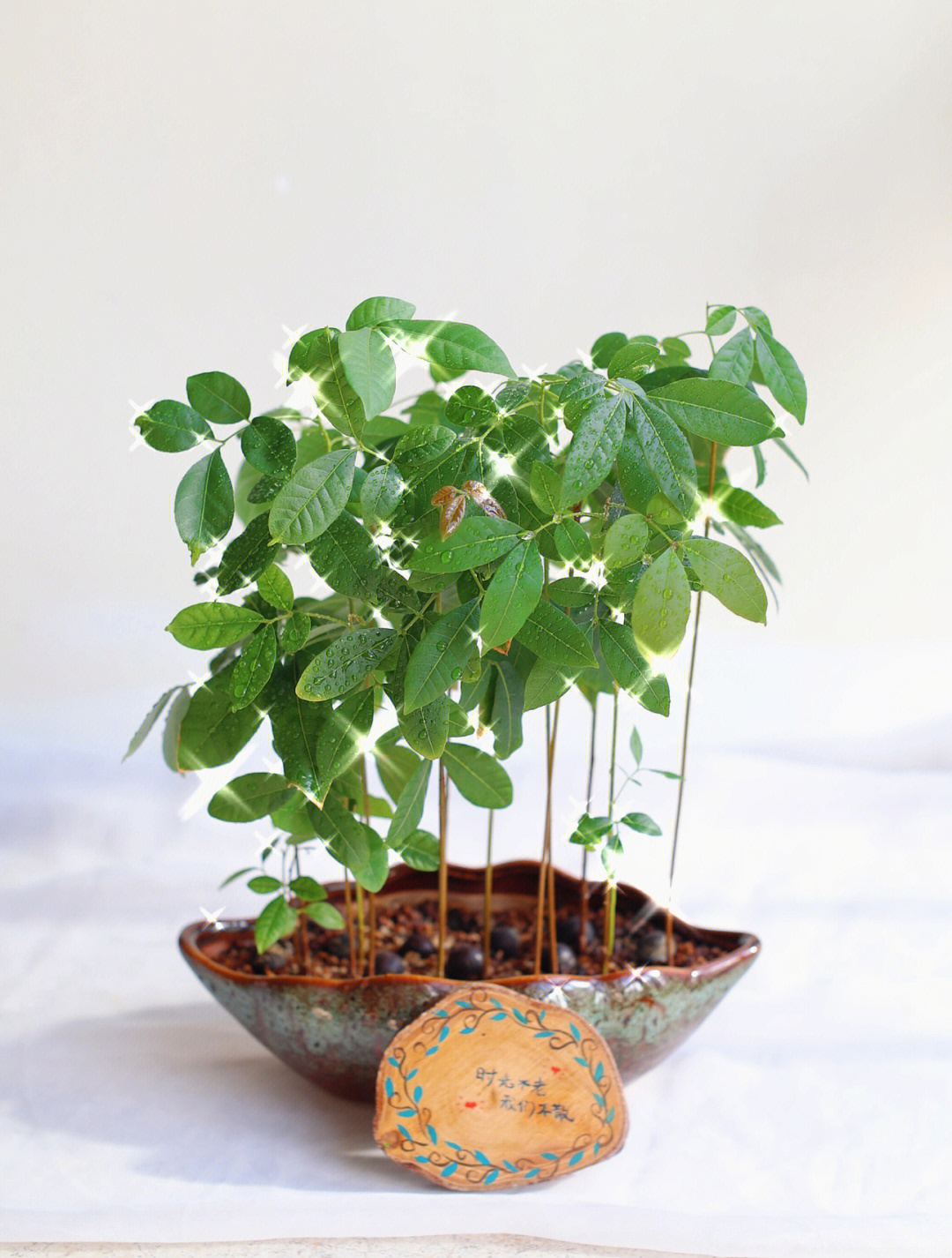 桂圆核盆栽图片