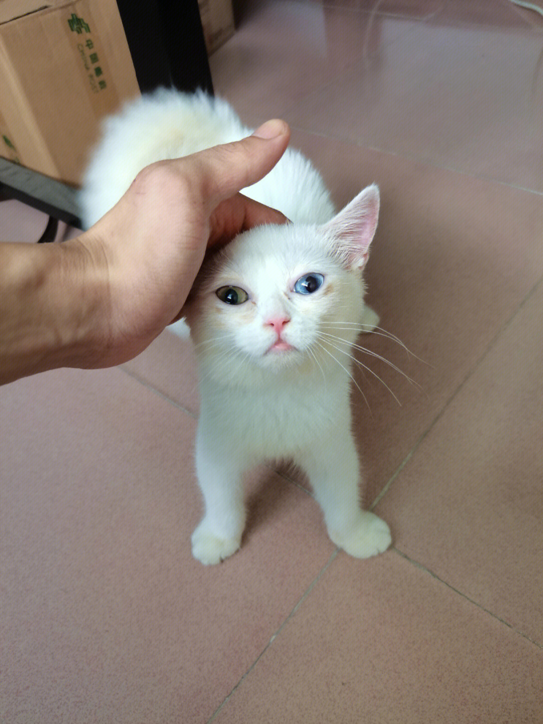 英短纯白异瞳猫