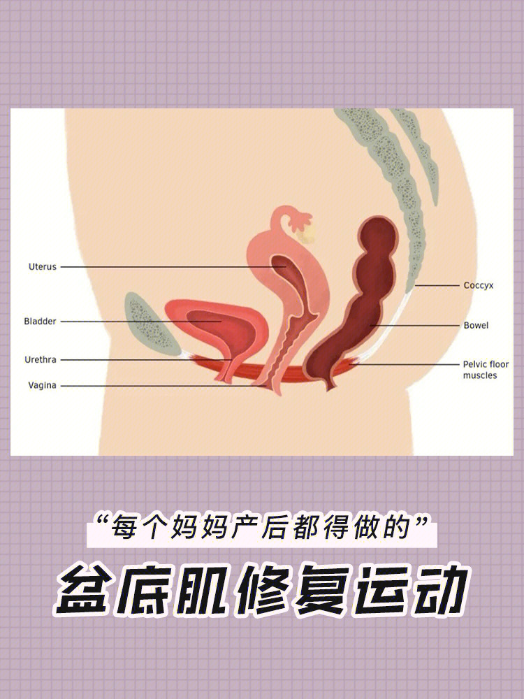 首先先科普一下什么是盆底肌,简单来说就是支撑子宫,膀胱,直肠,小肠的