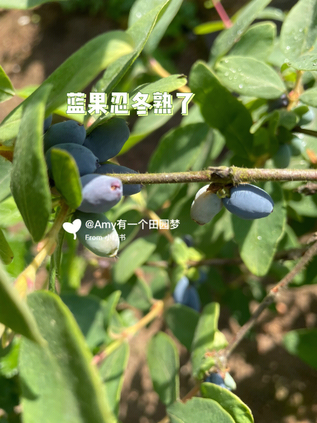 蓝果忍冬熟了每天都有新鲜现摘的浆果