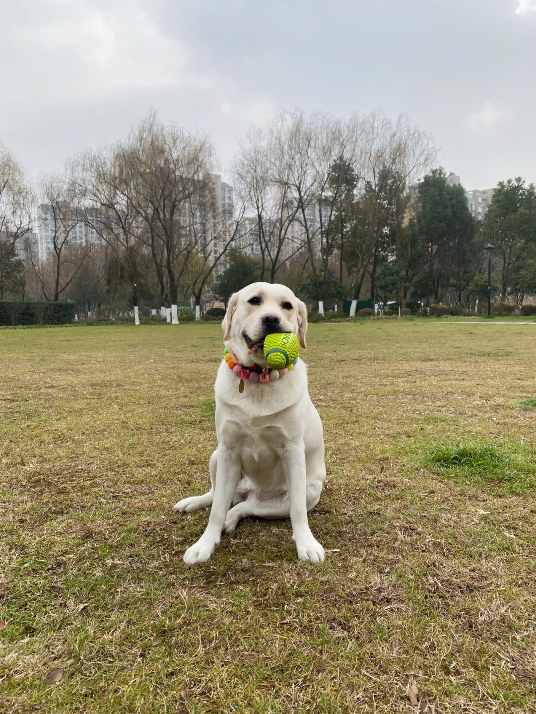 拉布拉多犬简介图片