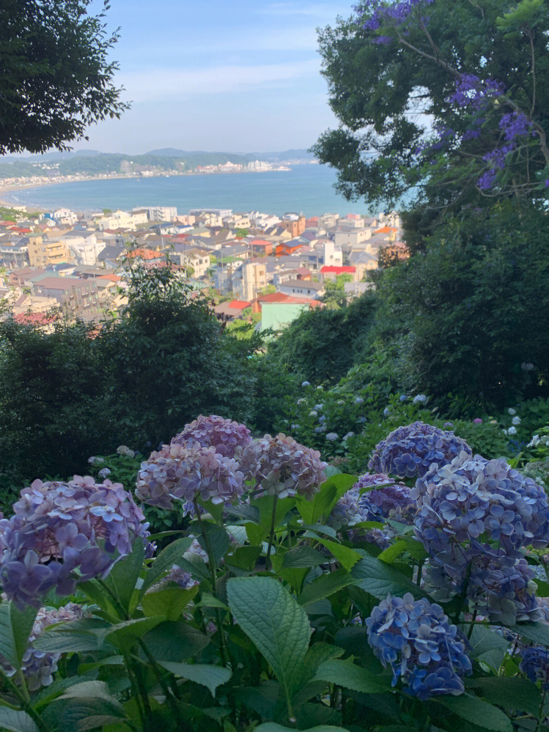 日本旅行绣球花季镰仓半日游266长谷寺