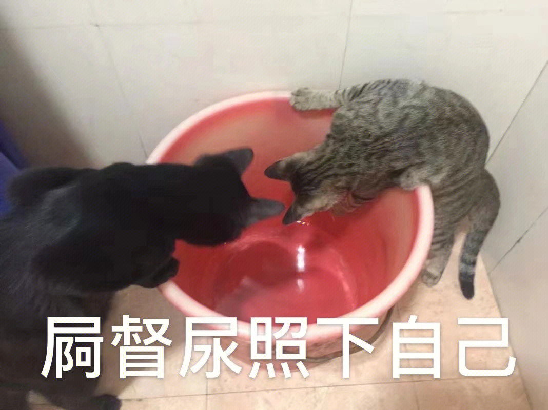 狸花猫加黑猫