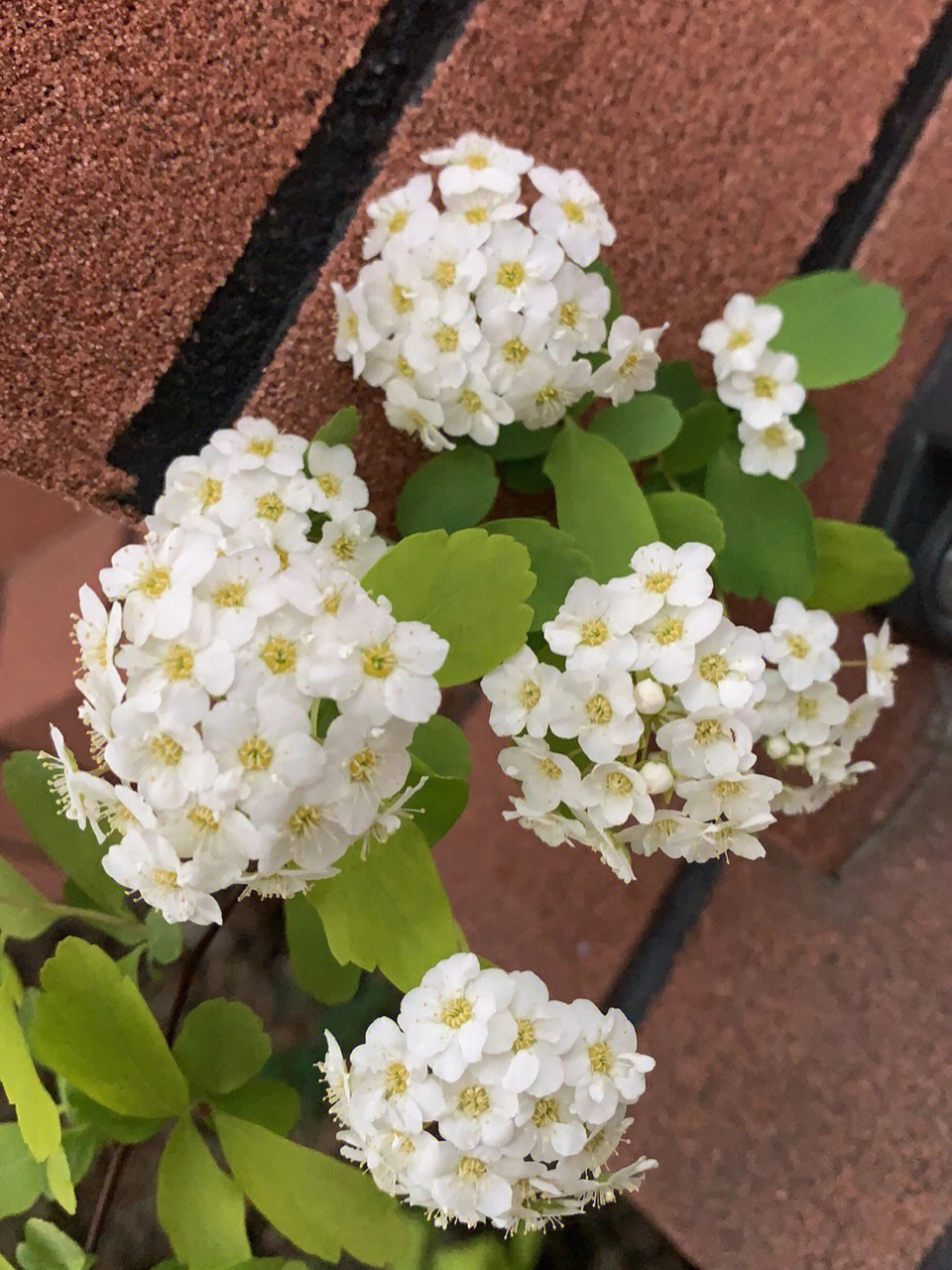 黄金喷泉花期图片