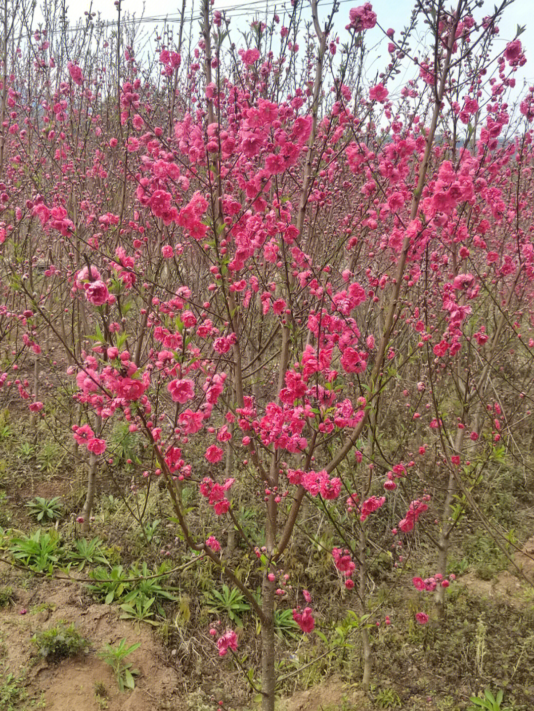 桃花什么时候开 时间图片