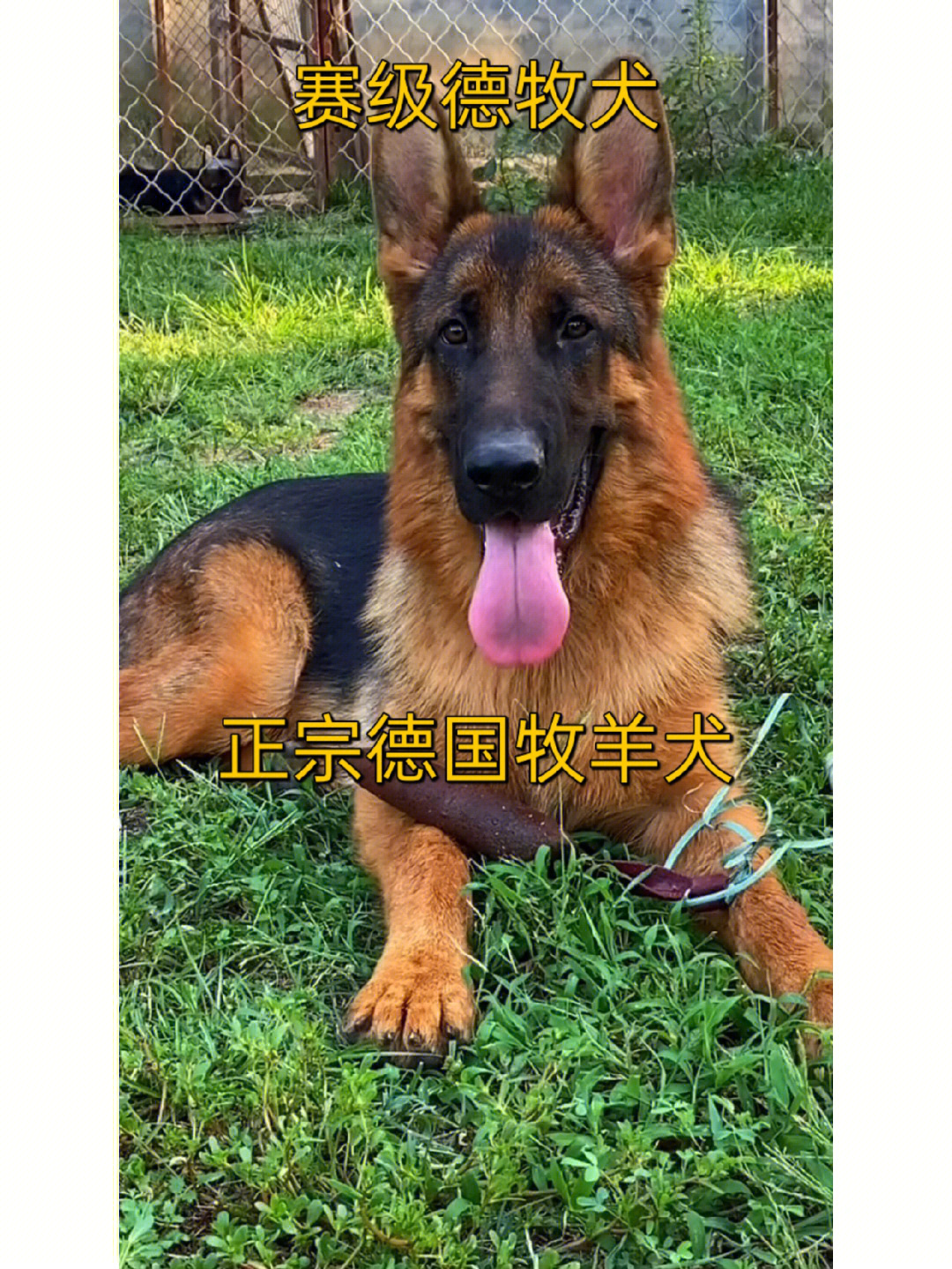 德牧幼犬价格行情德牧犬训练的最佳时间