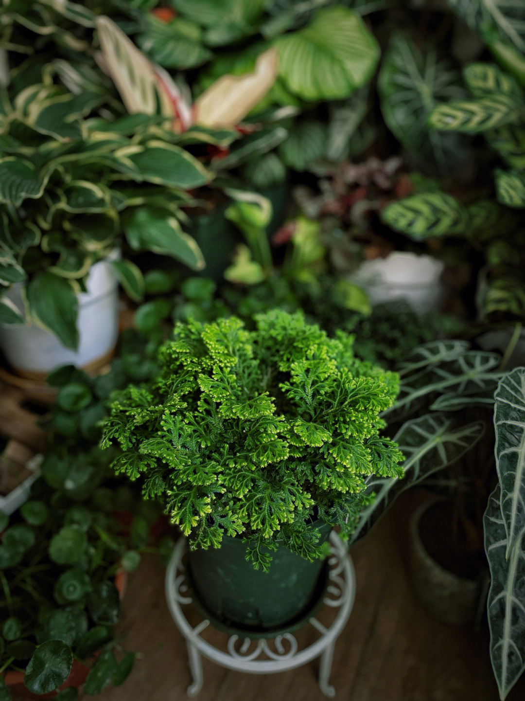 小红书查无此物的植物银边卷柏