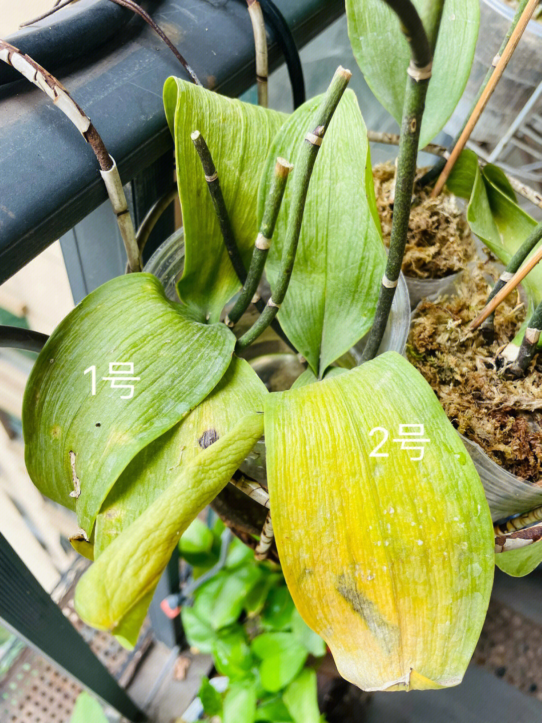 蝴蝶兰种子种植步骤图片