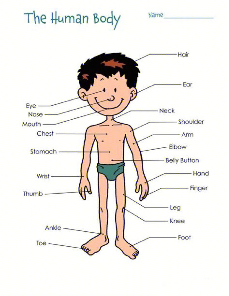人体外表全身名称图片