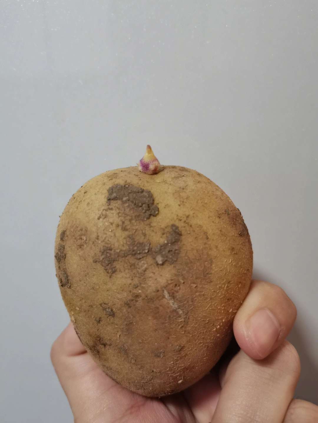 发芽的土豆切开的照片图片