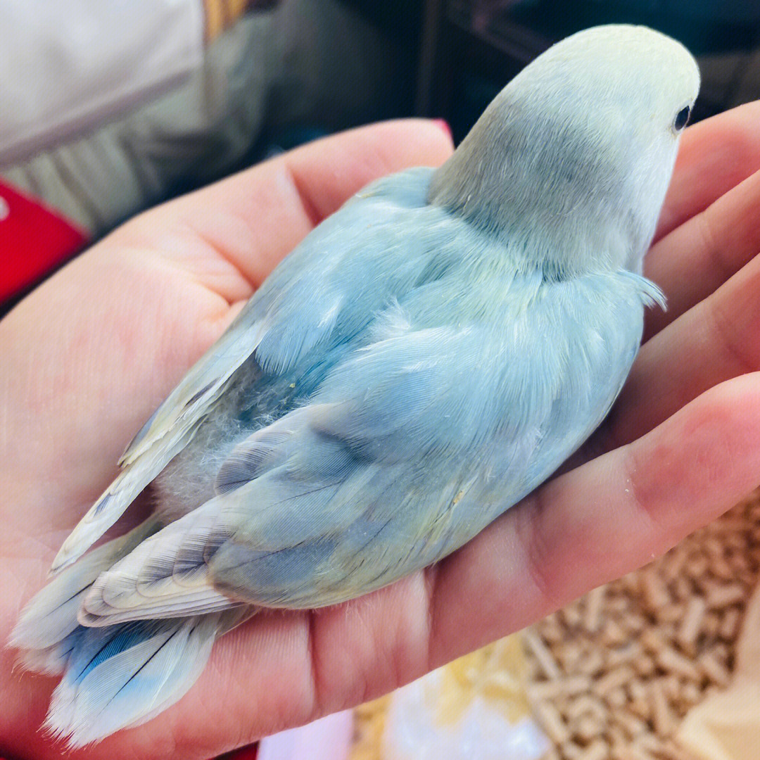 白面蓝花桃牡丹鹦鹉图片