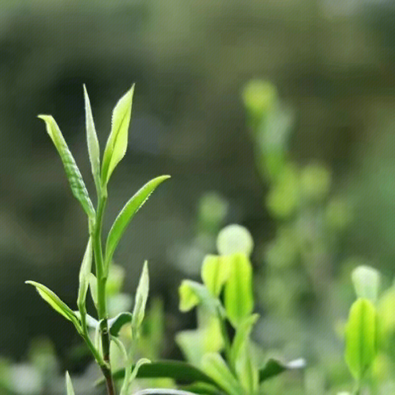 泗交雨露绿茶图片