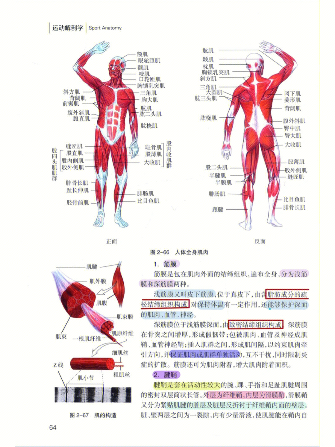 运动解剖学笔记重点图片