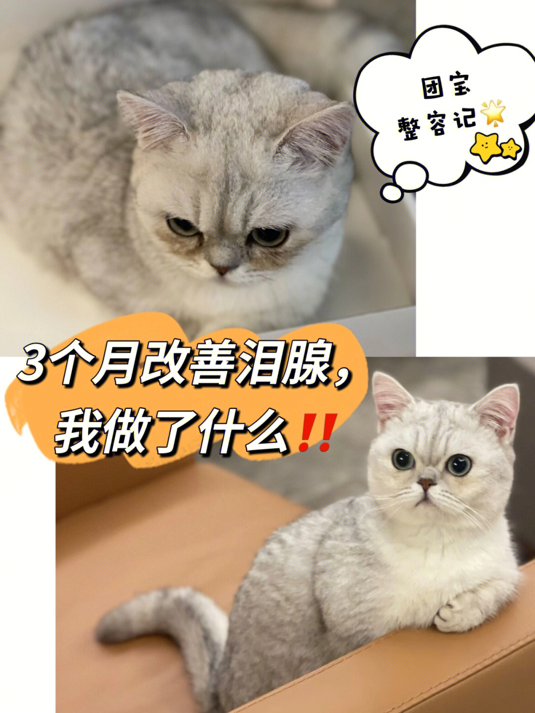 新手养猫,3招眼部护理大法秒褪猫咪泪腺73