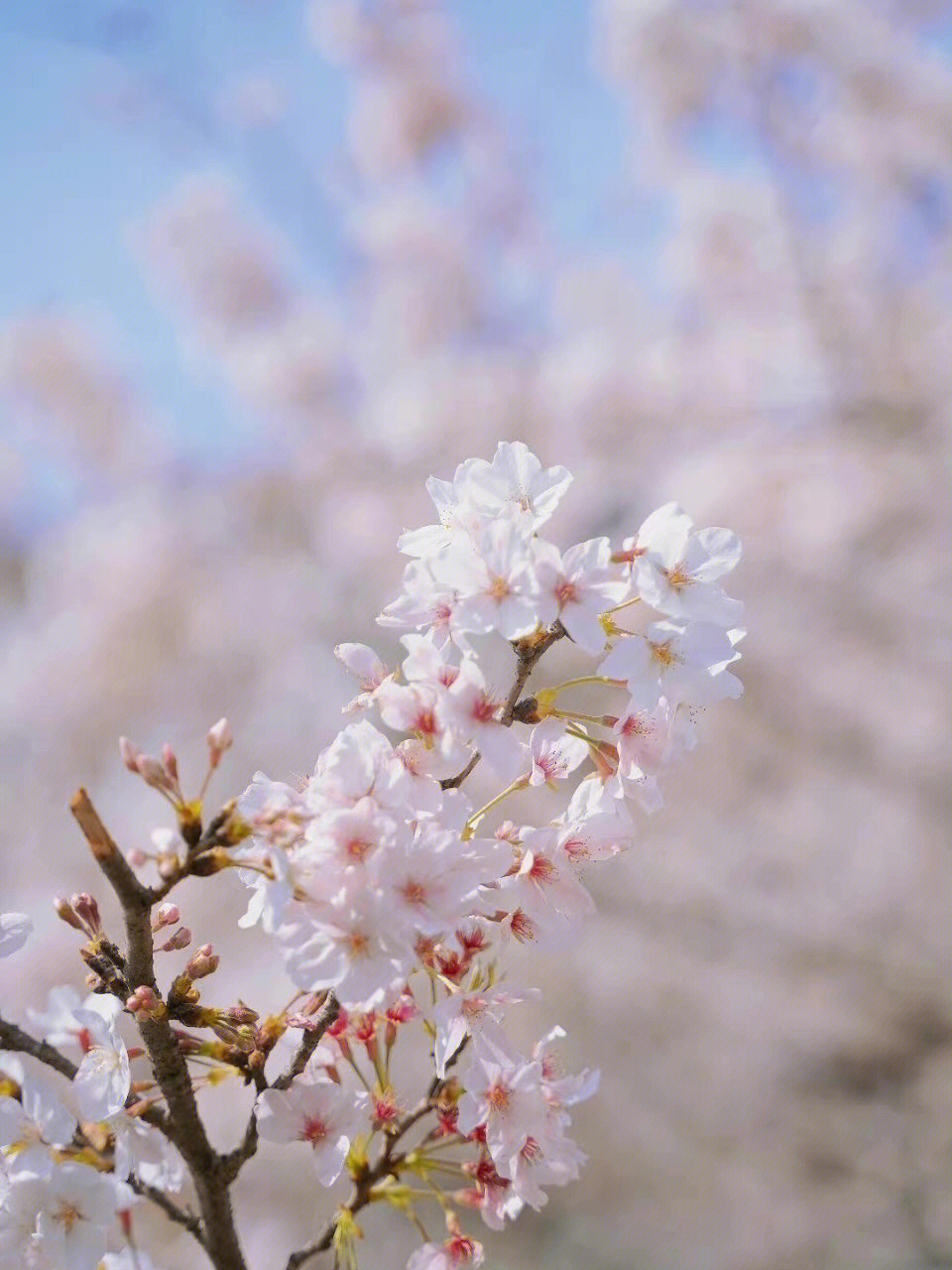 贵阳平坝樱花开啦06