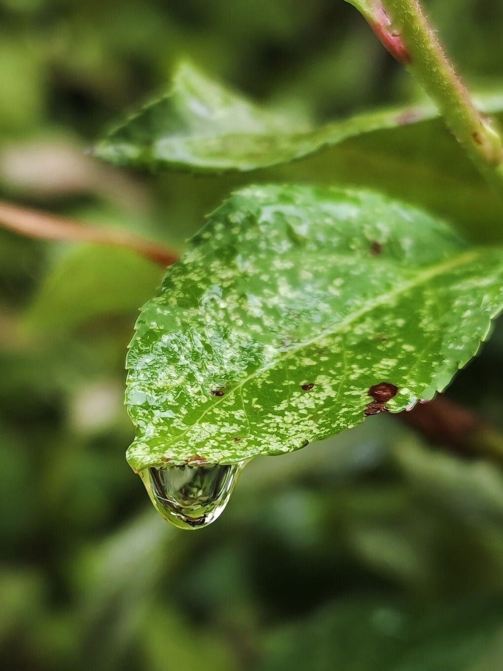 雨后图片