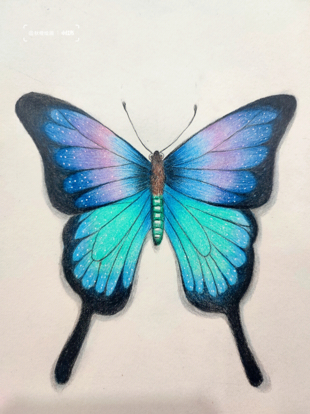 蝴蝶彩铅画画法图片