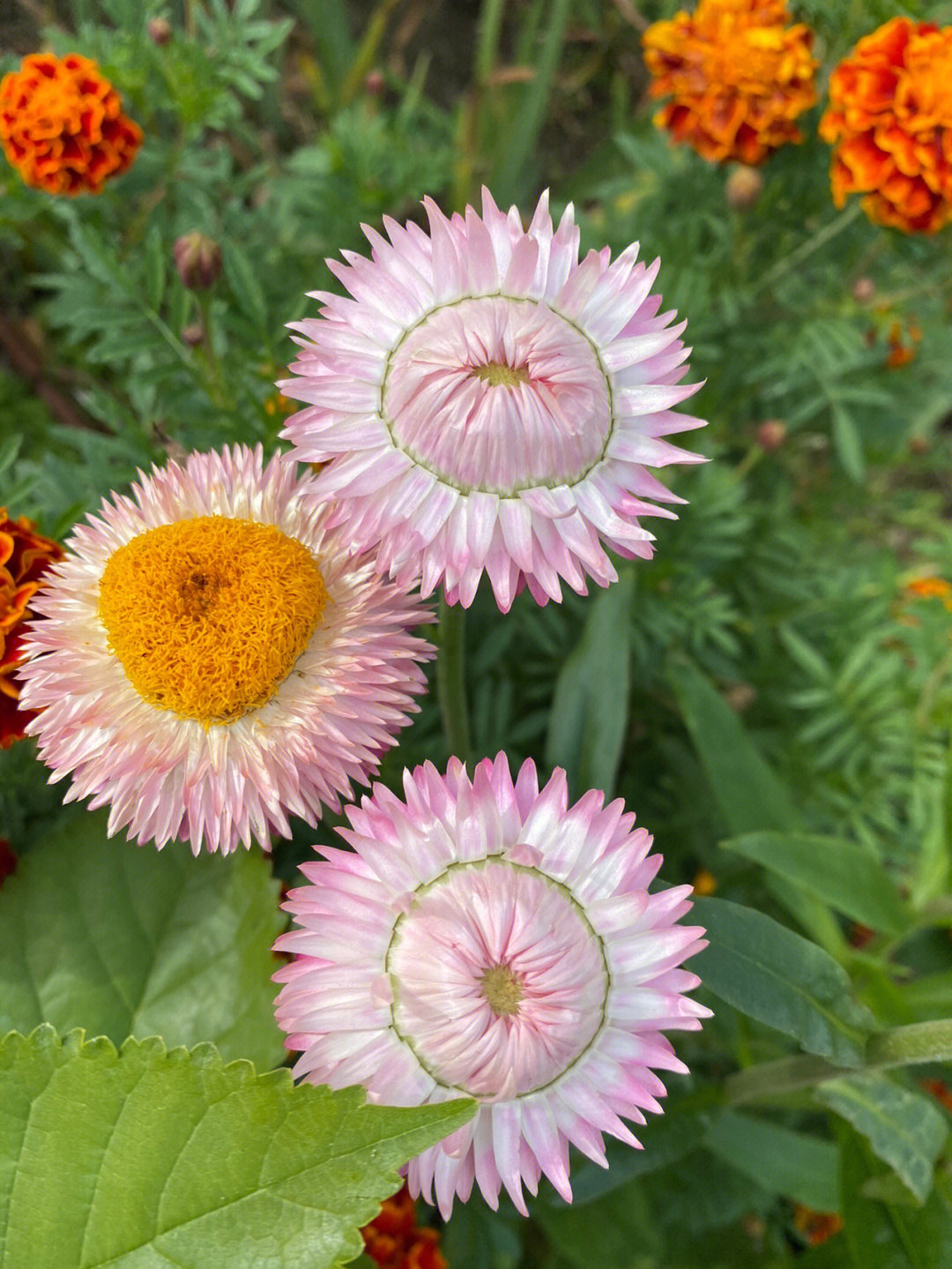 我爱花花花花爱我0606